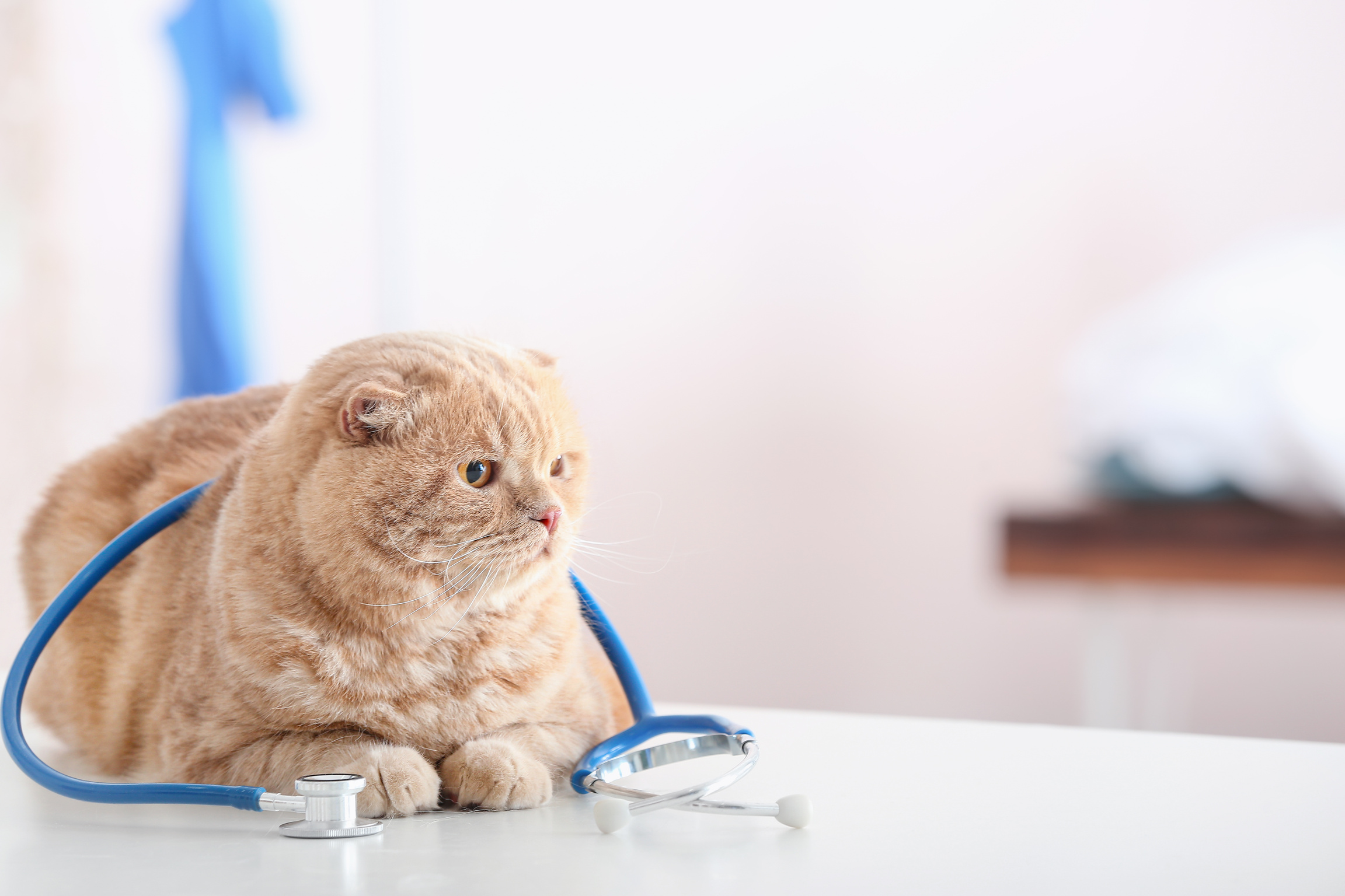 Cat with Stethoscope in Vet Clinic